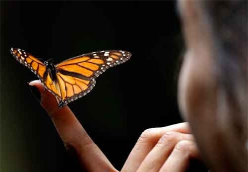 Côn trùng có thể tuyệt chủng trong vòng 100 năm tới