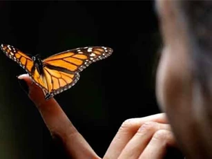 Côn trùng có thể tuyệt chủng trong vòng 100 năm tới