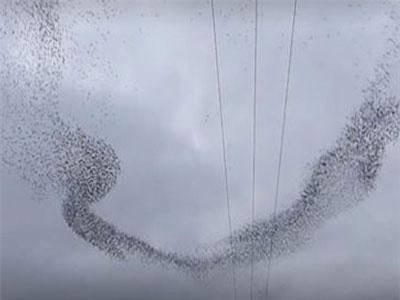 CLIP: Hàng chục nghìn con chim bay lượn trên bầu trời như dải ngân hà