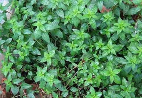 Khám phá thú vị về cây bỏ mắm 'tên xấu kết cấu đẹp'