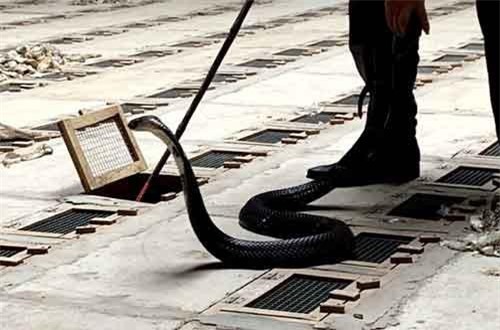 Lạ kỳ vác bao tải rắn hổ mang chúa trả về rừng... cho đói