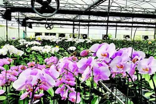 Vườn lan ‘quý tộc’ tiền tỷ của chàng thạc sĩ xây dựng