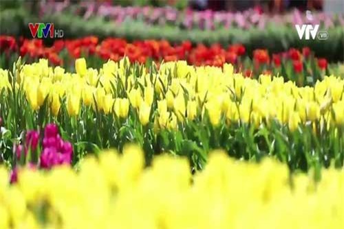 Lễ hội hoa tulip lớn nhất Việt Nam