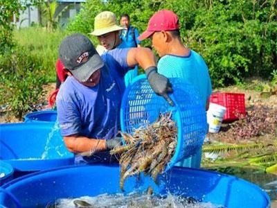 Hai nút thắt cần gỡ để xuất khẩu thủy sản bứt phá