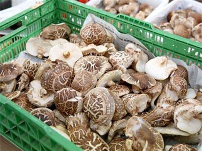 Giá gần 10 triệu/kg, nấm hương Nhật được bà nội trợ Việt 'săn lùng'