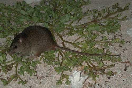 Loài động vật có vú đầu tiên tuyệt chủng do biến đổi khí hậu