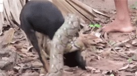 Clip: Khốc liệt cảnh chó nhà bị trăn quấn, cắn liên tục