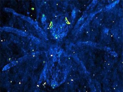 Hoá thạch nhện cổ đại chết 110 triệu năm nhưng đôi mắt vẫn… phát sáng trong bóng tối