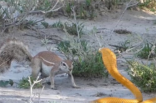 CLIP HOT (19/2): Sóc mẹ đánh đuổi rắn hổ mang để bảo vệ con, xe tải suýt ‘lãnh đủ’ vì vượt đèo ẩu