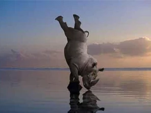 Ảnh siêu thực đáng ngẫm về thế giới động vật hoang dã