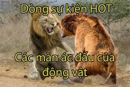 Con chó vùng vẫy nhưng không thoát khỏi.