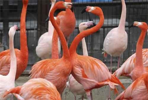 Đánh nhau vì ngứa mắt, chim hồng hạc lại yêu nhau bất ngờ