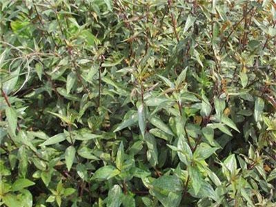 Khám phá thú vị về cây bỏ mắm 'tên xấu kết cấu đẹp'