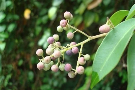 Cây thùn mùn có tên gọi khác là cây chua méo, chua ngút hoa trắng hay rè bụi. Đây là loại bụi rụng lá, mọc trườn, cao 1m - 2m, có thân cứng màu nâu tím và mọc vươn dài. Ảnh: trungtamduoclieu.