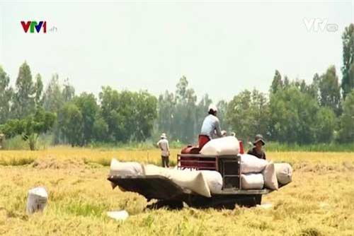 DN ngoại hướng tới đầu tư sản xuất lúa gạo tại Việt Nam