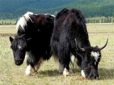 Cao răng cổ đại cho thấy người mông cổ đã biết sử dụng sữa từ 3.000 năm trước