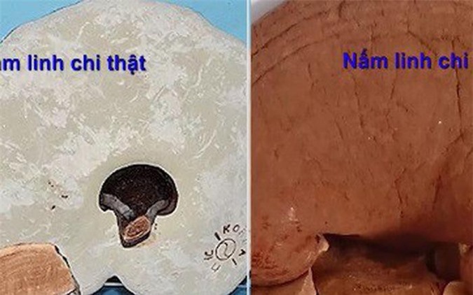 Phân biệt nấm linh chi kém chất lượng như thế nào?