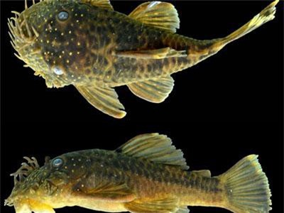 Phát hiện những loài cá xấu xí ở Amazon