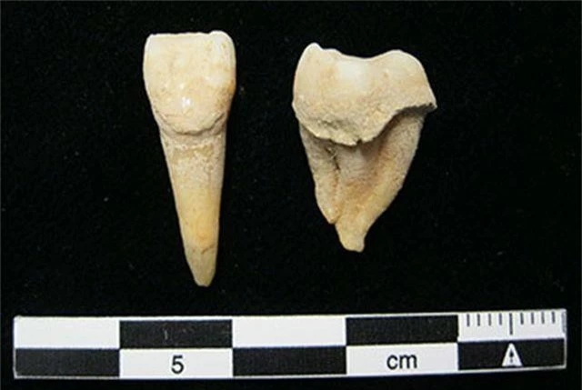 Cao răng cổ đại cho thấy người mông cổ đã biết sử dụng sữa từ 3.000 năm trước - 2
