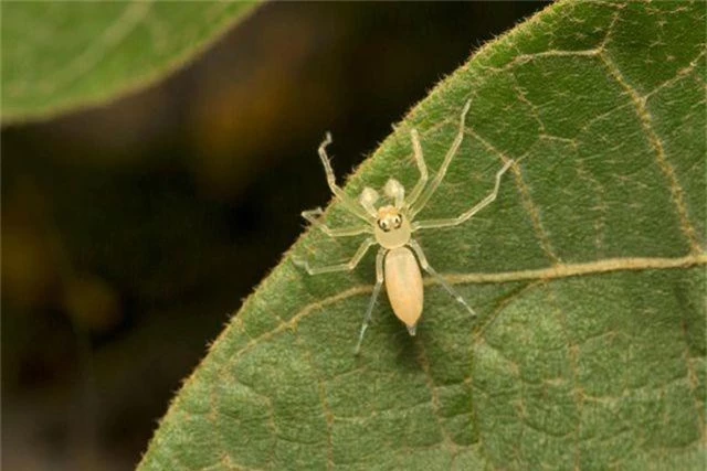 Điểm danh những loài nhện độc nhất thế giới có khả năng gây chết người - 1