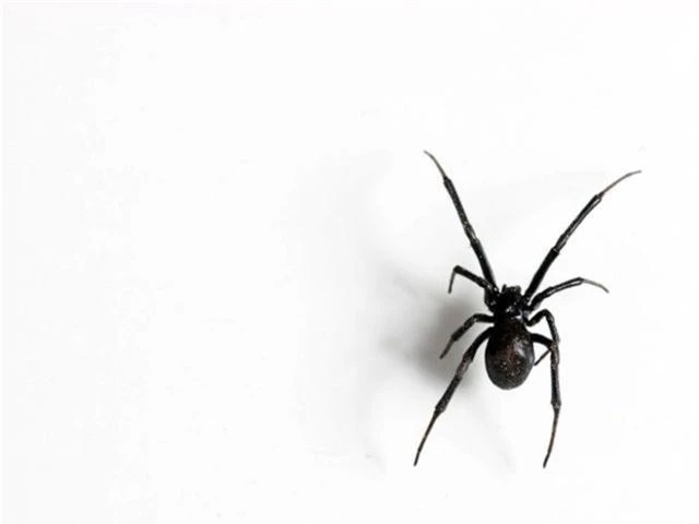 Điểm danh những loài nhện độc nhất thế giới có khả năng gây chết người - 3