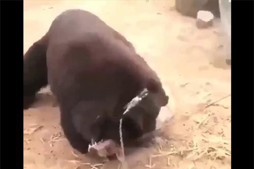  Clip: 'Chó chọi gấu' môn thể thao đẫm máu từ thời cổ đại