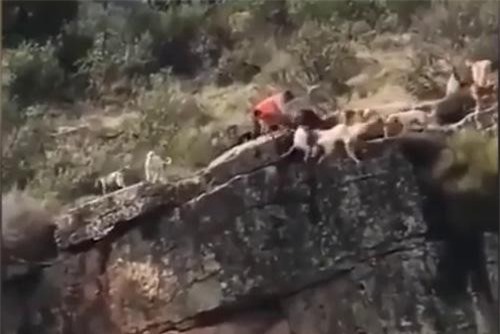 Clip: Mải săn mồi, đàn chó săn rơi xuống vực sâu