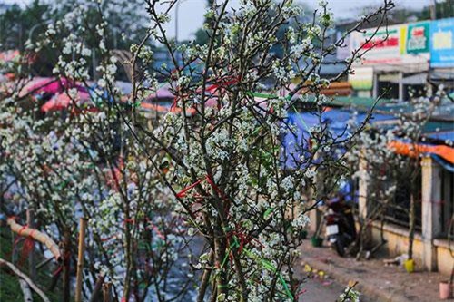 Hoa lê rừng Tây Bắc tiền triệu hút người chơi sau Tết