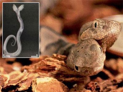 Phát hiện rắn độc hai đầu cực hiếm tại Mỹ