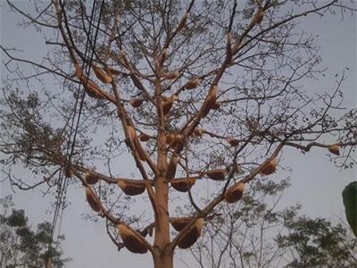 Bí ẩn cây gạo 40 tuổi có gần 40 đàn ong về làm tổ