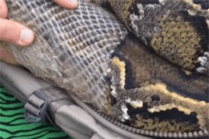 Clip: Thót tim trước cảnh giúp trăn khổng lồ lột da