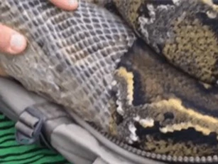 Clip: Thót tim trước cảnh giúp trăn khổng lồ lột da