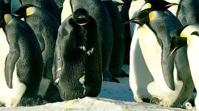 Chim cánh cụt hoàng đế đen tuyền cực hiếm, xuất hiện bên đồng loại