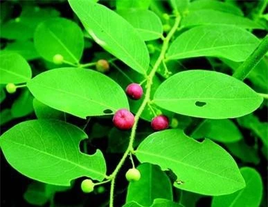 Ở Malaysia, một số dân tộc ít người dùng lá cây cù đề làm rau ăn; dịch lá được dùng làm thuốc bổ trợ cho phụ nữ uống sau khi sinh. Ảnh: indiabiodiversity.
