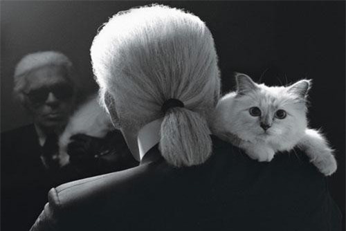Con mèo của Karl Lagerfeld có thể sẽ được thừa kế 150 triệu bảng Anh