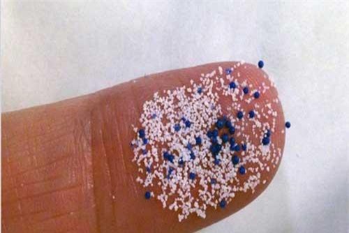 Phát hiện loài hải tiêu có thể hấp thụ hạt vi nhựa