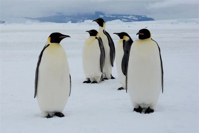 Những con chim cánh cụt hoàng đế ở Nam Cực