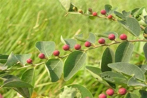 Cây cù đề có tên khoa học là Breynia vitis-idaea. Loài cây này mọc dại ở khắp nơi của nước ta từ miền Bắc vào tới Lâm Đồng, Khánh Hòa, Bà Rịa - Vũng Tàu (Côn Đảo) và Kiên Giang (đảo Phú Quốc). Ảnh: flickr.