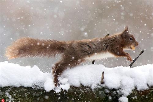 Dưới mưa tuyết, sóc đỏ thực hiện nhiệm vụ bất khả thi