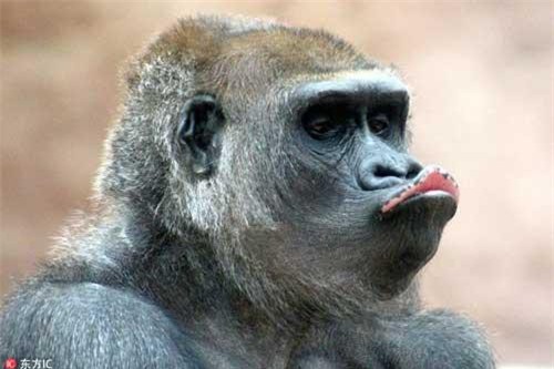 Khỉ đột: Hãy cùng khám phá vẻ đẹp hoang dã và huyền bí của khỉ đột thông qua bức ảnh này. Khỉ đột được cho là loài thông minh nhất trong thế giới động vật, và chúng rất dễ thương và đáng yêu. Bức ảnh này chắc chắn sẽ khiến bạn muốn biết thêm về loài vật này và khám phá thêm về môi trường sống của chúng.