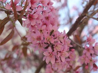 Mê mẩn trước vẻ đẹp quyến rũ của mai anh đào Đà Lạt