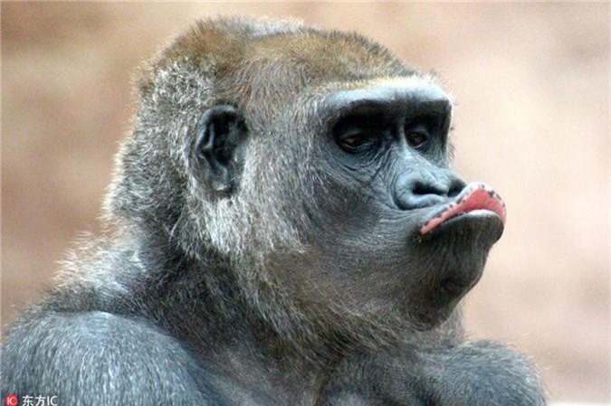 Nổi tiếng khỉ chu mỏ: Đã bao giờ bạn nghe đến loài khỉ chu mỏ chưa? Đây là một loài độc đáo và rất nổi tiếng ở các vùng đất nhiệt đới. Xem hình ảnh về chúng và khám phá sự độc đáo của loài vật này!