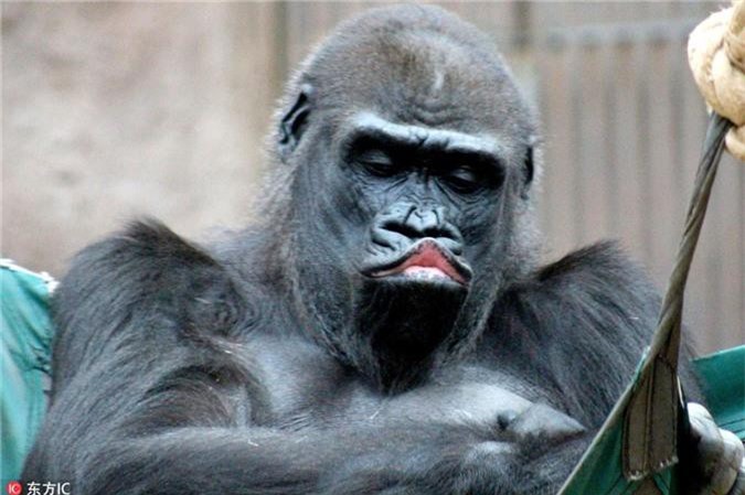Khỉ đột: Các bạn yêu động vật nhanh tay bấm vào ảnh này để xem những hình ảnh đáng yêu của chú khỉ đột đáng yêu nhất mà Tâm Sự TV thu thập được đó!