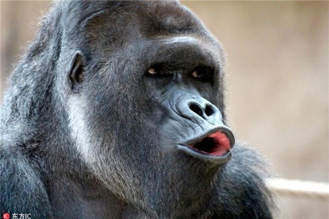 Khỉ đột bĩu môi có vẻ ngoài đáng yêu và tò mò. Hãy xem hình ảnh liên quan để khám phá thêm nhiều điều thú vị về loài khỉ đột đáng yêu này.