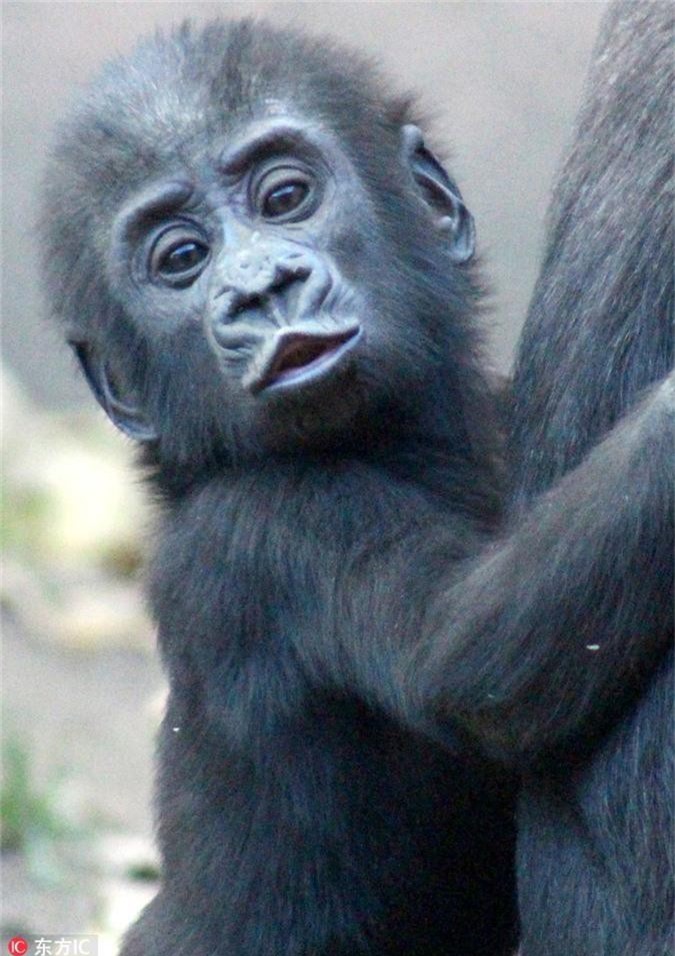 Bí kíp khỉ đột: Hãy khám phá sự thông minh của loài khỉ đột thông qua những bí kíp độc đáo mà chúng sở hữu. Chắc chắn bạn sẽ bất ngờ trước những giải pháp tài tình của chúng khi xem hình ảnh liên quan đến từ khóa này.
