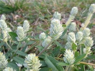 Điều đắt giá về cây nở ngày đất có độc chết người ở VN