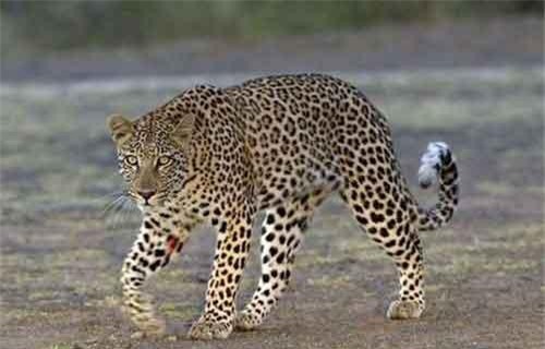 Báo đốm đe dọa an toàn của sân bay Ấn Độ