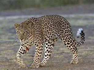 Báo đốm đe dọa an toàn của sân bay Ấn Độ