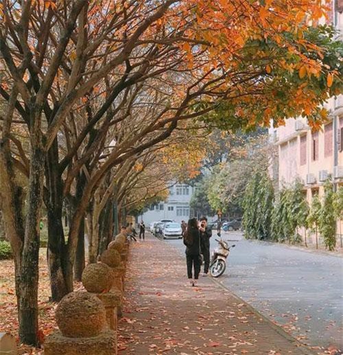 Con đường nhuộm sắc vàng "cực phẩm" giữa khuôn viên ĐH Sư phạm