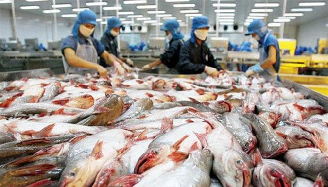 Xuất khẩu cá tra: ASEAN sẽ tiếp tục là thị trường tiềm năng